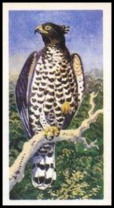 12 Crowned Hawk Eagle